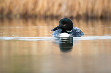 Canadian loon in the wild
