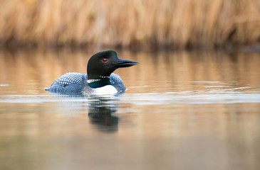 Canadian loon in the wild
