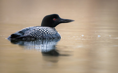 Canadian loon in the wild