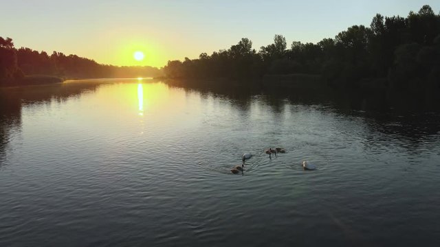Static footage of mother swan with her cygnets floating on still waters of wetland, with beautiful sunrise in background at golden hour