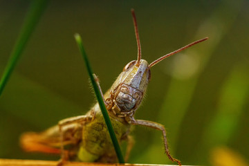 green grasshopper on a leaf