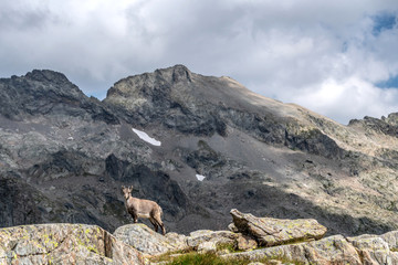 Bouquetin dans les Alpes