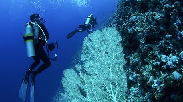 two scuba divers drift on a coral reef in the ocean