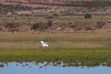 Fototapeta na wymiar Great Egret in tranquil flight at Bitter Lake National Wildlife Refuge in New Mexico