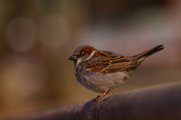 sparrow sitting on a fence