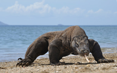 Fototapeta premium Komodo dragon only lives in Flores Island, Indonesia under protected habitat on Komodo National Park. 