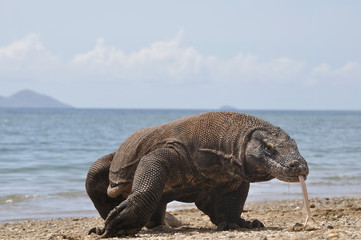 Komodo dragon only lives in Flores Island, Indonesia under protected habitat on Komodo National Park.
