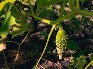 Obraz premium Young green fruit of a cucumber grows in the sun on a summer day.