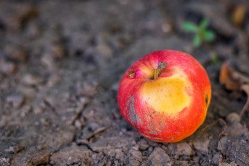 Spoiled rotten apple on the ground. Spoiled fruit after maturation. Organic food waste. Close up.
