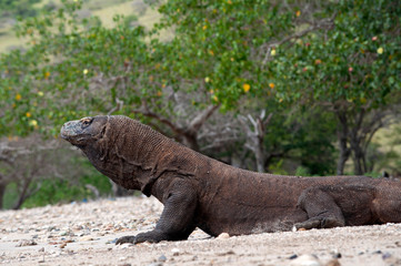 Komodo dragon only lives in Flores Island, Indonesia under protected habitat on Komodo National Park.

