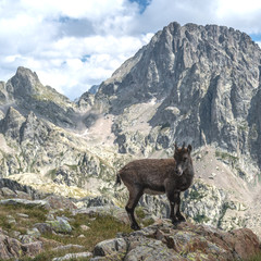 Bouquetin dans les Alpes