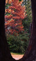 marco natural del arbol con fondo natural de hojas