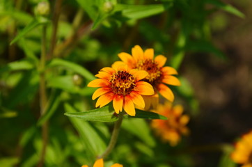 colorful zinnia flowers blooming in field