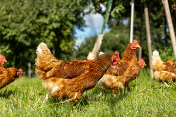 Free range organic chickens poultry in a country farm, germany