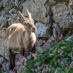 Bouquetin dans les Alpes