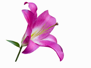 Violet lily isolated on white background. Beautiful still life. Flower in the shape of a star. Spring time. Flat lay, top view