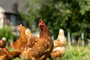 Free range organic chickens poultry in a country farm, germany
