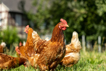 Free range organic chickens poultry in a country farm, germany