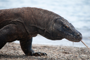 Komodo dragon only lives in Flores Island, Indonesia under protected habitat on Komodo National Park.
