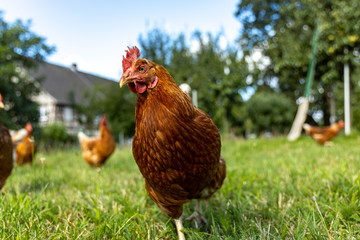 Free range organic chickens poultry in a country farm, germany