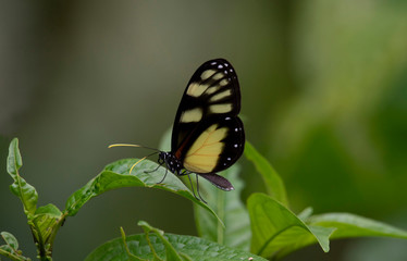 Close up of a beautiful butterfly on top of a leaf in the rain forest of Panama