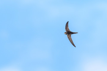Common swift in flight