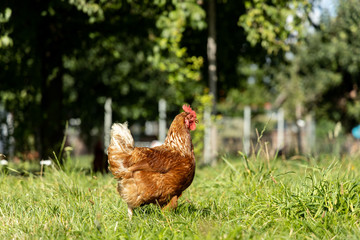 Free range organic chickens poultry in a country farm, germany