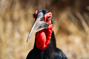 Southern ground hornbill © Jonathan