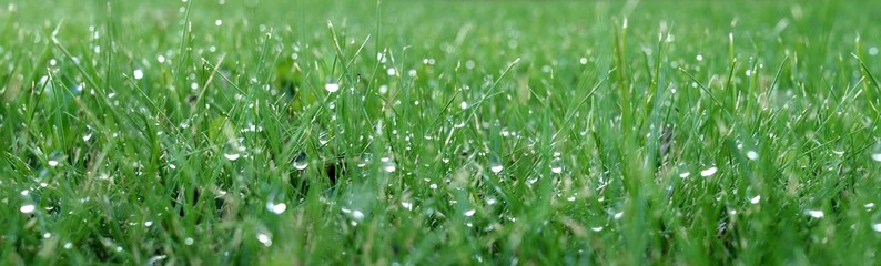 Morning dew drops on blades of green lawn grass