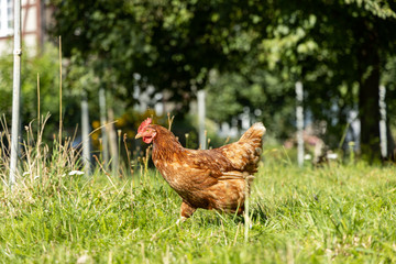 Free range organic chickens poultry in a country farm, germany