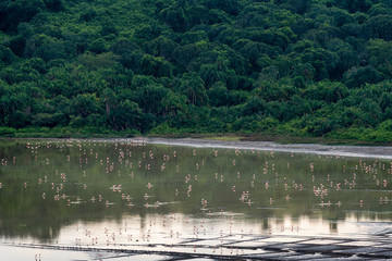 Flock of flamingos foraging Queen Elizabeth NP