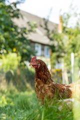 Free range organic chickens poultry in a country farm, germany