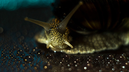 A big brown snail on the brown background with the drops of water macro