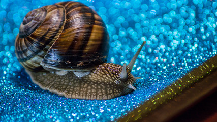 A big brown snail on the shiny-blue background macro