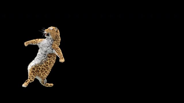 Leopard Dancing CG fur, 3d rendering, animal realistic CGI VFX. composition 3d mapping, cartoon, Included in the end of the clip with 