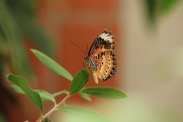 Schmetterling sitzt auf grünen Blättern