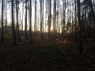 Obraz premium morning in the woods