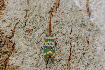 Green cicada on the tree