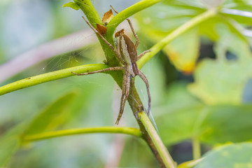 Jumping Spider on the blurred background