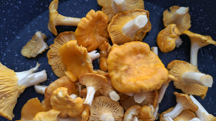photo of chanterelle mushrooms on a black teflon frying pan