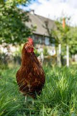Free range organic chickens poultry in a country farm, germany