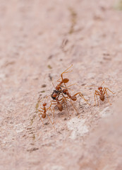A group of red ants are eating food