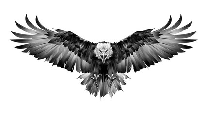 hand drawn graphics bird eagle front view on white background - 373724427