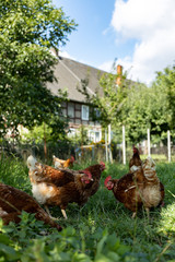 Free range organic chickens poultry in a country farm, germany