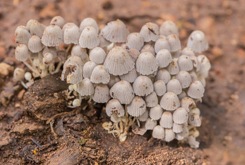 A group of wild mushrooms in the rainy season