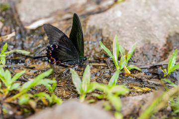 Paris peacock butterfly eating food