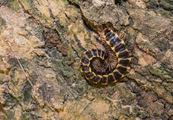 Millipede - Class Diplopoda on the tree