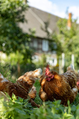 Free range organic chickens poultry in a country farm, germany