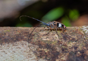 A brown spotted long-bearded beetle