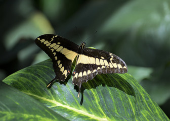 King Swallowtail - Papilio thoas a black butterfly with a beige drawing